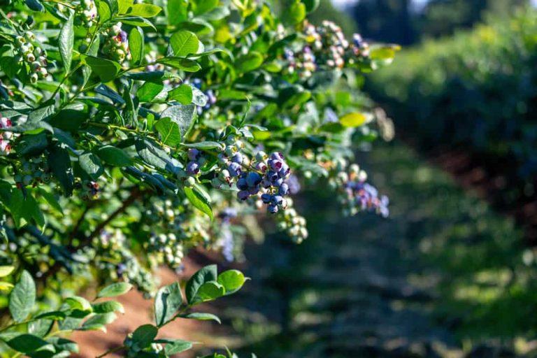 14 des meilleures plantes compagnes à cultiver avec les myrtilles