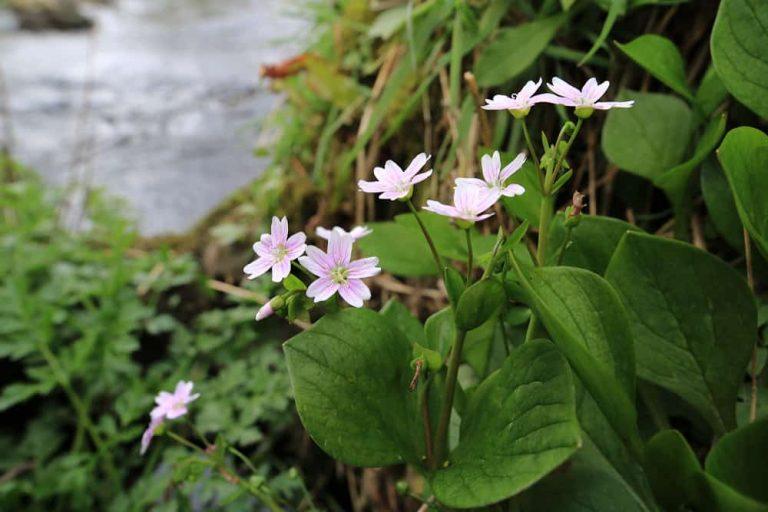 Comment cultiver une fleur de bonbon pour l'alimentation et la beauté ?