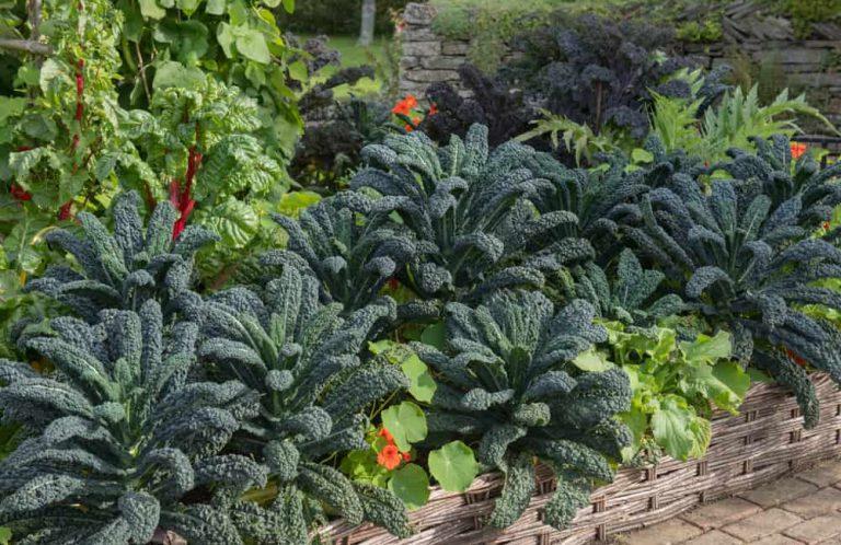 14 meilleures plantes compagnes pour les brassicas (chou, brocoli, chou de Bruxelles, chou-fleur, etc.)