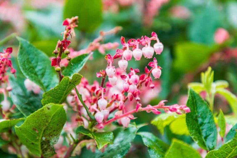 Cultiver du salal pour l'alimentation et la beauté dans votre jardin domestique